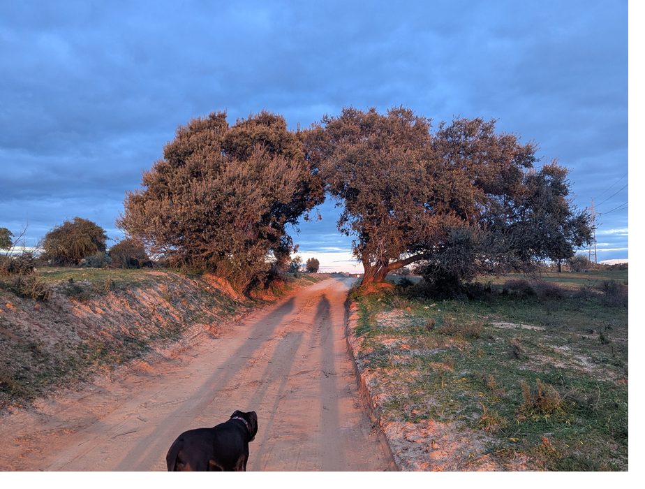 A quiet dirt path under an arching cork tree at dusk in the Algarve