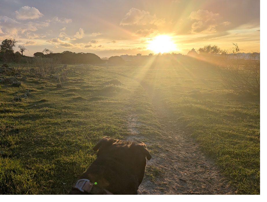 A walk at sunset with the green LED of a GPS tracker glowing on the collar