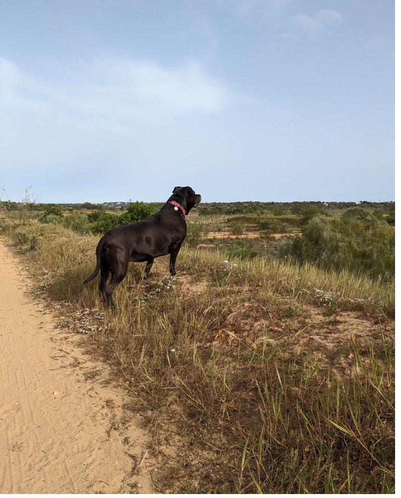 Tara, a black senior pitbull, alert on a dirt path in the Algarve countryside